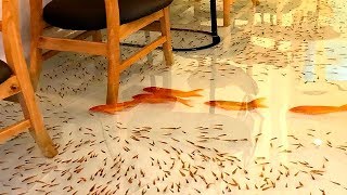 ¡Miles de Peces Nadan Bajo Tus Pies! Restaurantes Increíbles