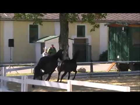 Moarhof's San Franziska (Bon Coeur x Franziskus)