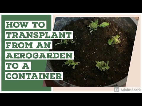 YouTube video about: How to repot aerogarden plants?