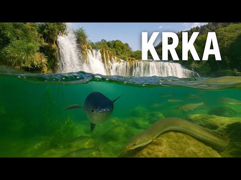Underwater World of the Krka River – Diving Beneath Waterfalls & Into the Wild Estuary