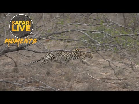 Hungry Hukumuri's Humorous Hunt