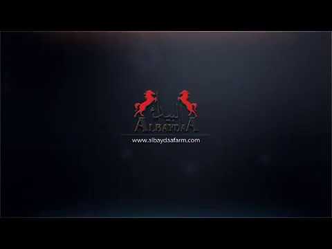 Al Baydaa Arabians Eg