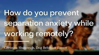How do you prevent separation anxiety in dogs while working remotely?
