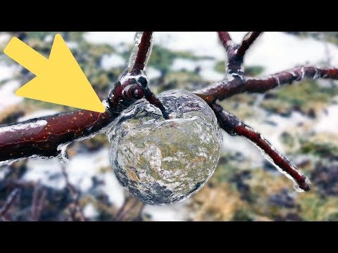 氷嵐から7日後-農家が「幽霊リンゴ」を発見 (7 Days After Ice Storm - Farmer Discovers ‘Ghost Apples’)