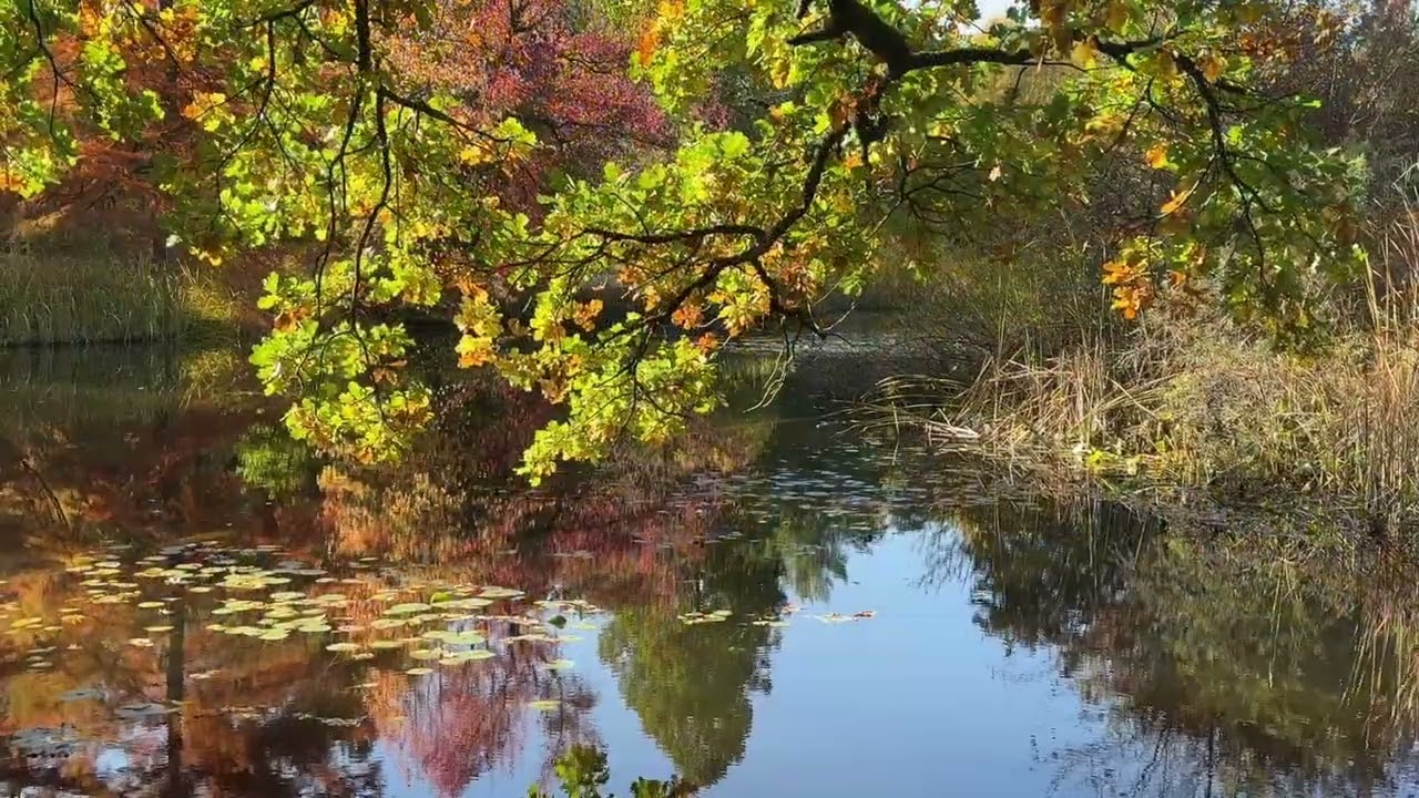 J. S. Bach Largo from concerto No. 5 in f-minor BWV 1056 Transcription for piano, Michael Proksch