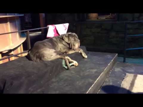 download lagu mp3 mp4 Hagrids Dog, download lagu Hagrids Dog gratis, unduh video klip Hagrids Dog