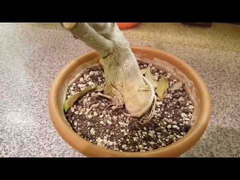 Слабые Адениумы осенью