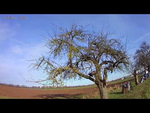 Alten Obstbaum schneiden Teil 1 -  Baumansprache