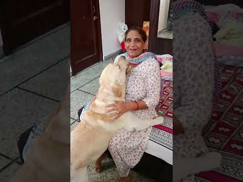 Jerryafteralone #labrador