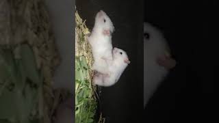 Download lagu hamster mating caught on camera😱not suitable for kids mp3 Download lagu hamster mating caught on camera😱not suitable for kids mp3