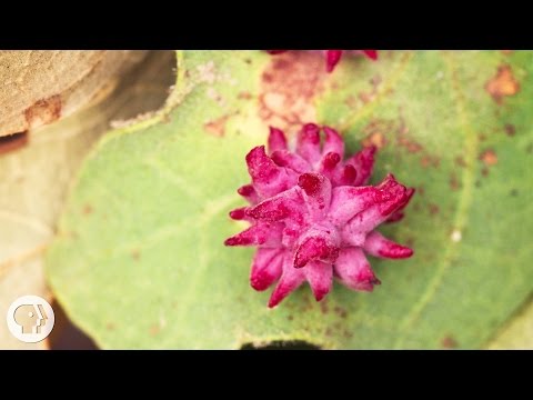 Play YouTube Video