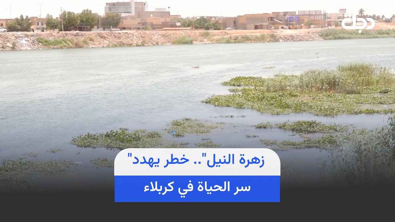 فيديو | "زهرة النيل".. خطر يهدد سر الحياة في كربلاء