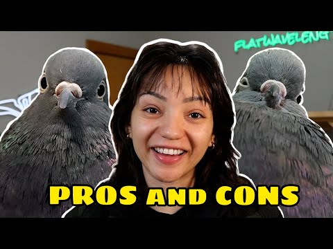 THE PROS AND CONS OF HAVING A PET PIGEON!