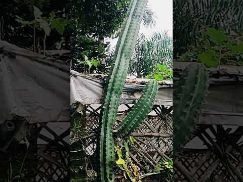 Talking With...100 Talking Cactus🌵- Worth🤑 $10000