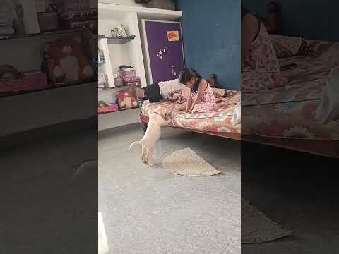 #pet #dog #joe Namma family la oru allkitta matum payam erukannum....