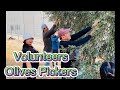 OLIVES PICKING AT SAINT MARTHA MONASTERY JERUSALEM Asmr Mgatripnilarry Jerusalem