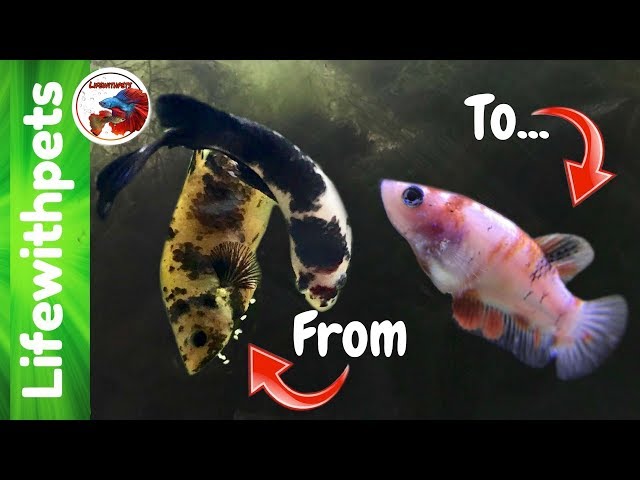 Betta Fish Fry From Birth to 4 months