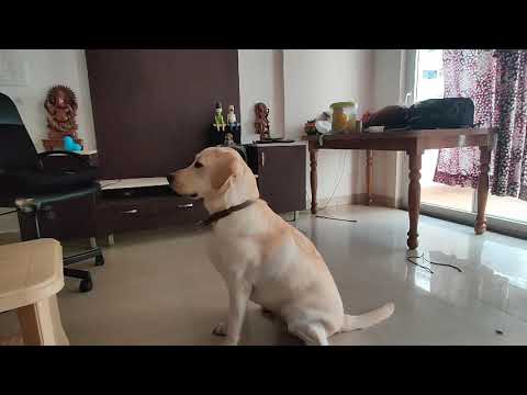 Tuco's new toy | funny | keep your dog busy