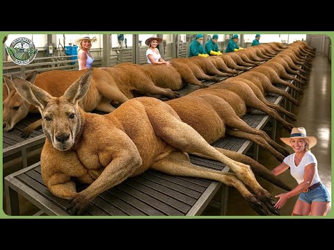 How Millions of Kangaroo Are Processed – Massive Kangaroo Meat Processing