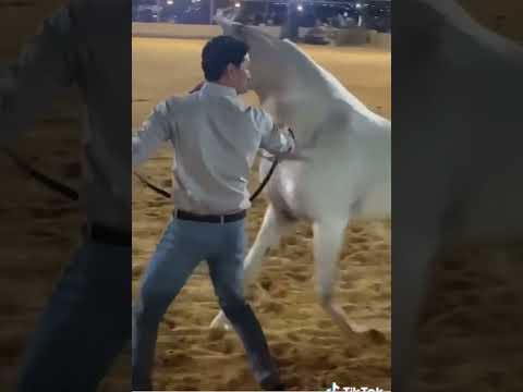 SINMAR ALBIDAYER . #SHANGHAI_EA BY #WH_JUSTICE & #SALWA_ALBIDAYER BY #MARWAN_AL_SHAQAB