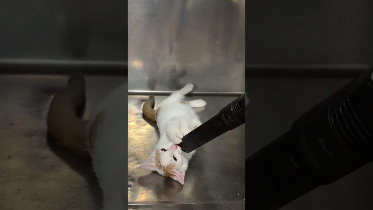 Enlarge Heartly & Harbor (watch video), a Adoptable mixed breed in Bedminster, NJ video 2/6