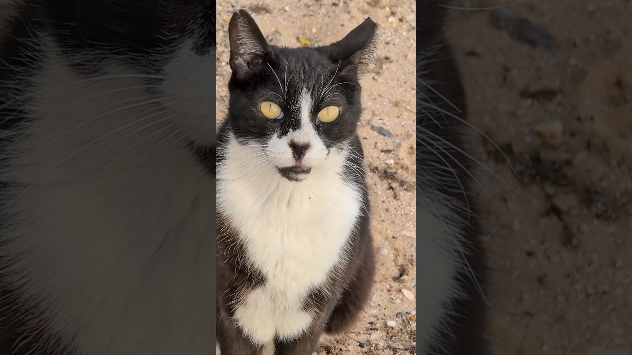 Милый няшный кот мультяшный Stray cat meow Смешные кошки Funny cats Милота Nature Trend Мяу Top Lucu