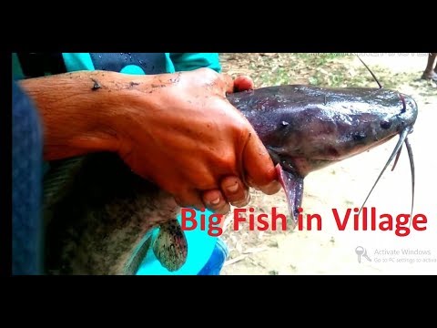 Village Cooking Big Fish in Village Cooking Style | Our Village Food
