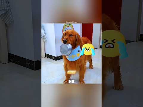 Kind Dog Helped Ower 😍😊 | #shorts #trending #dog