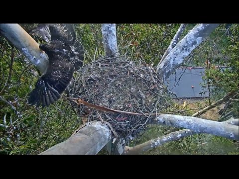 Presidio Red Tailed Hawk Cam ~ H2 Slips & Falls While Attempting Branching w/ SLO MO 5.30.18