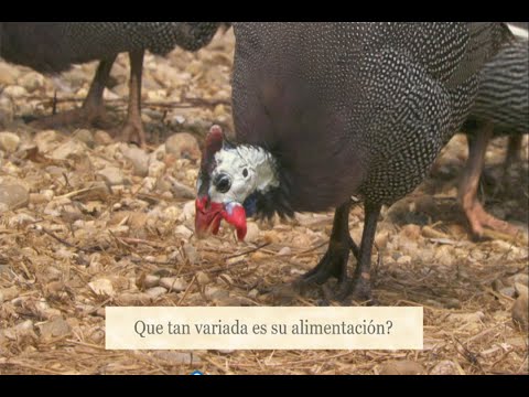 , title : 'Que comen las GUINEAS? // sus alimentos favoritos!'