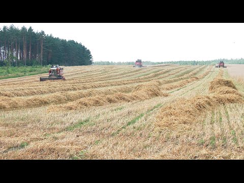 Жатва-2021: остался неубранным всего 1% полей региона видео