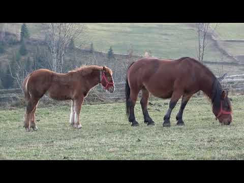 Caii lui Denis Aian de la Marisel, Cluj - 2020 Nou!!!