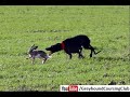 Incredible coursing run chase of brown hare by greyhounds