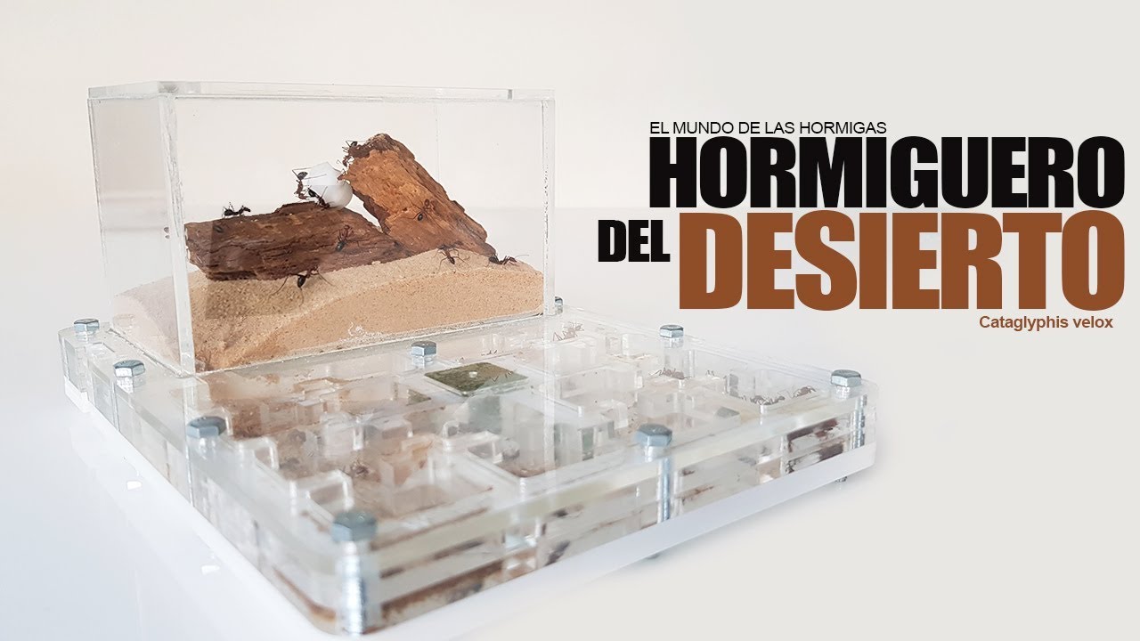 EL HORMIGUERO DEL DESIERTO - Limpieza, consejos, humor y acción -Hormigas Cataglyphis velox