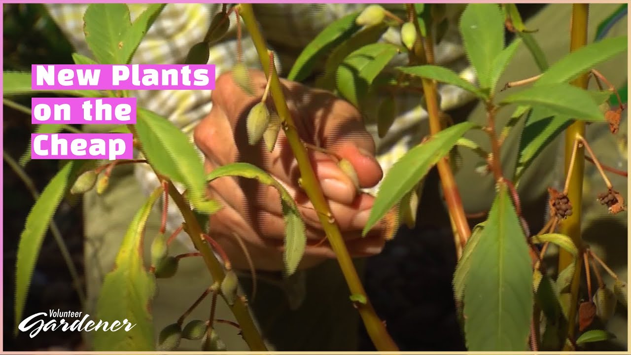 Seed Collecting and Storing | Volunteer Gardener