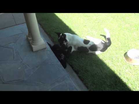 Archie ans Chester No. 1