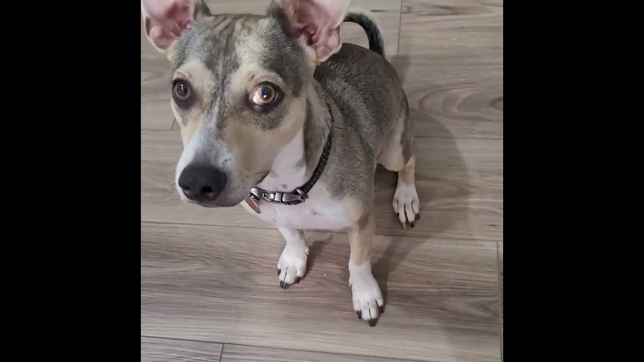 Enlarge Wilson, a Adoptable Terrier in Charlotte, NC video 1/6
