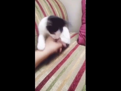 My cat don't like when I touch her tail