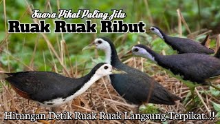 Download lagu Suara Pikat. Burung Ruak Ruak RIBUT. Sangat Ampuh Untuk Pancingan Ruak Ruak Liar mp3 Download lagu Suara Pikat. Burung Ruak Ruak RIBUT. Sangat Ampuh Untuk Pancingan Ruak Ruak Liar mp3