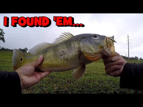 The FISH Were STACKED at the DRAIN!!! (I FOUND 'EM...)