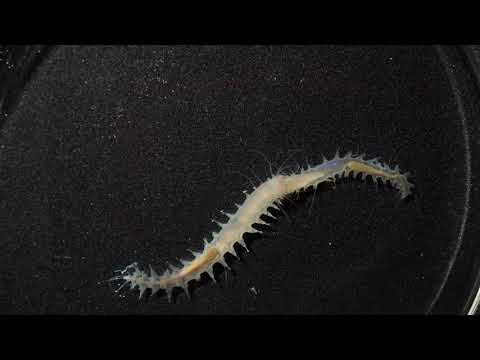 'Mouth Fighting' Worms Causing a Ruckus