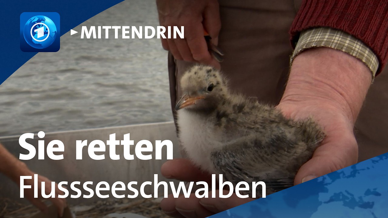 Storkow: Brutinseln für bedrohte Vogelart | tagesthemen mittendrin