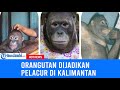 Kisah Pony Si Orangutan Yang Heboh Dijadikan Pelacur Di Kalimantan