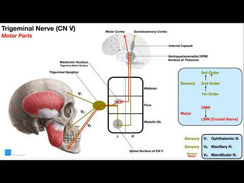 Cranial Nerve V - Trigeminal Nerve [Part 1] | Origin, Structure, Pathway & Function