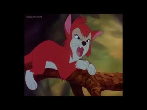 The Many Adventures of Banjo the Woodpile Cat Part 2 - Banjo's Stoutness Exercises