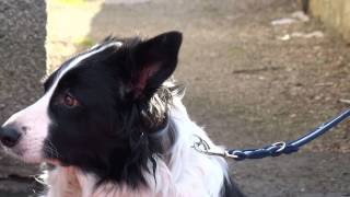 preview picture of video 'Scottish Border Collie Scone Perth Perthshire Scotland'