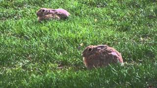Triumph: "Tears in the Rain" (Two Bunnies in the Rain; 1080p HD)