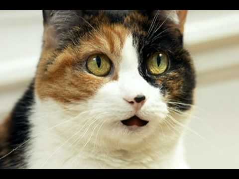 Silent Night - Jingle Cats (Gatos cantores)