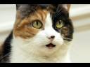 Silent Night - Jingle Cats (Gatos cantores)