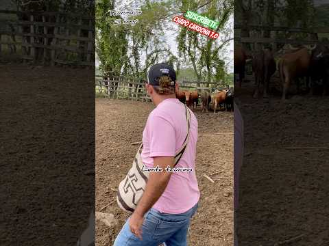 Me meto al corral de los toros en mahates Bolívar, Ganeria el somgò 🐂🔥🇨🇴 #mahates #cultura